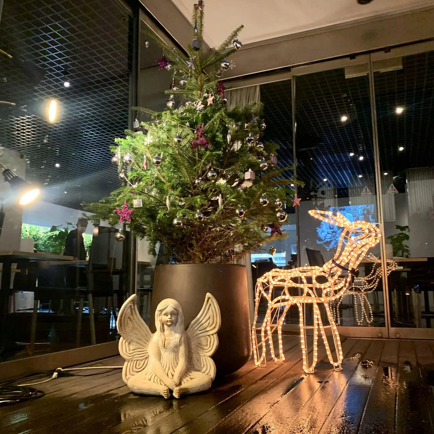 【もみの木のクリスマスツリー🎄】