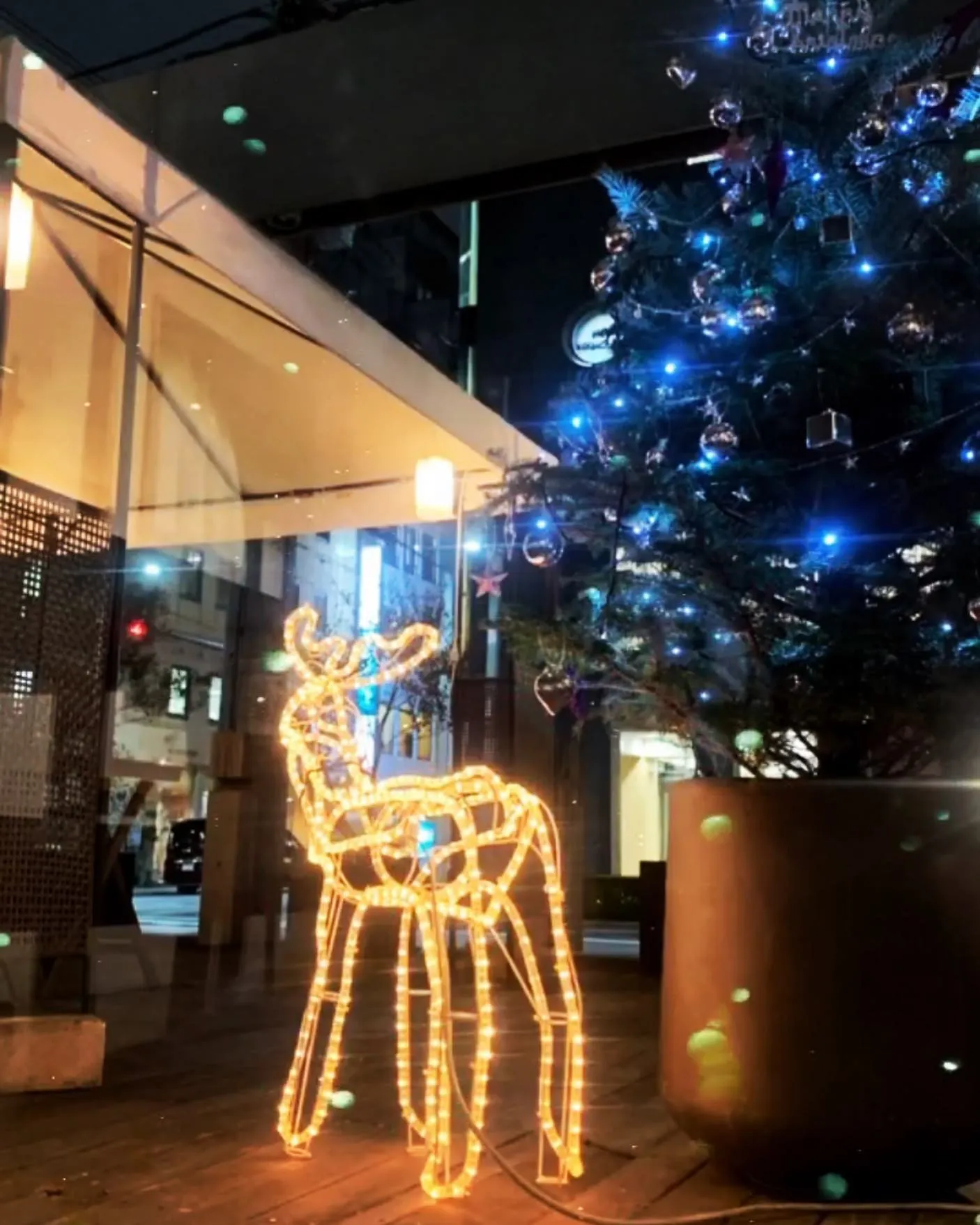 【もみの木のXmasツリー🎄】